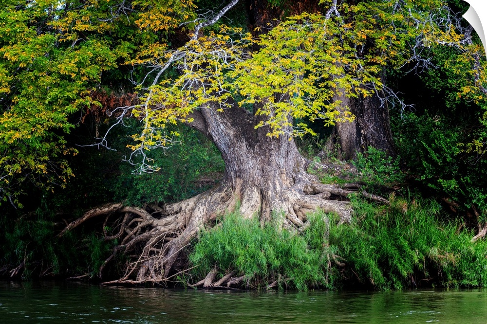Roots of an old tree at the edge of the water