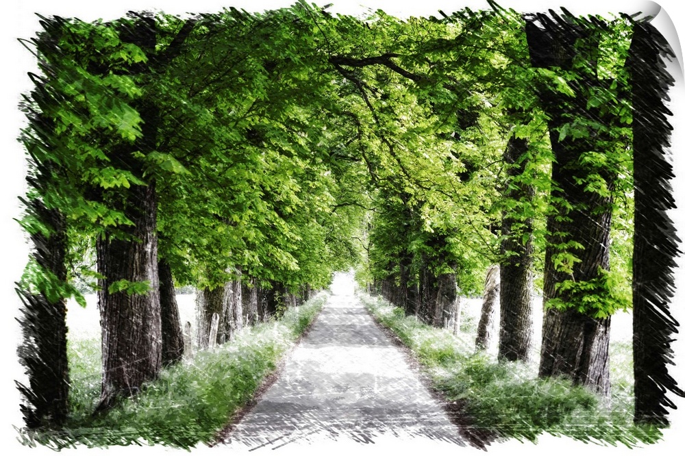 Path lined with green trees with a drawing finish
