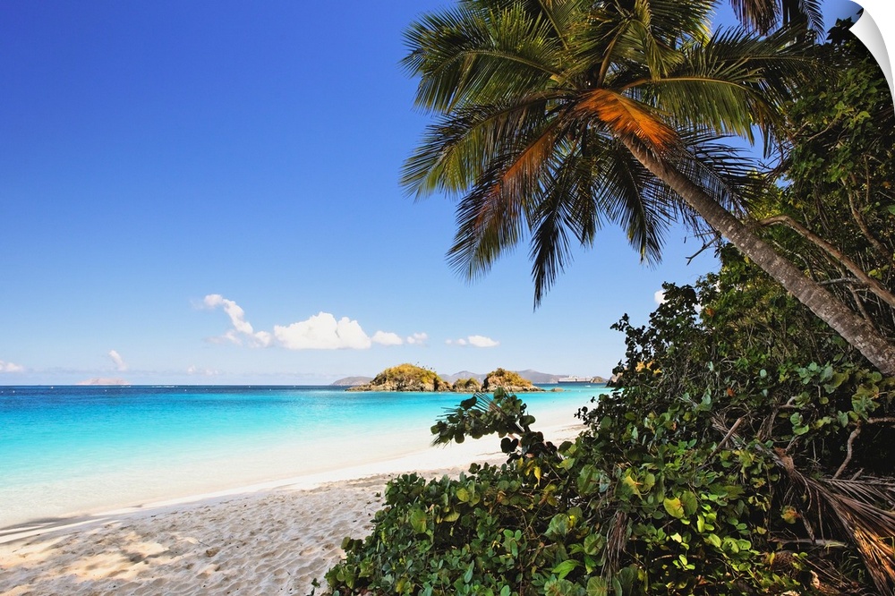 Palm trees and luscious growth create shade on a white sand beach in Trunk Bay, St. John in the US Virgin Islands as the c...