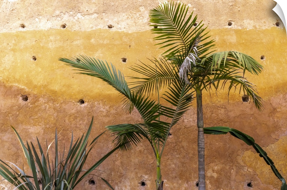 Morocco, Chefchaouen, Palm and other plants grow against an ocher-colored wall
