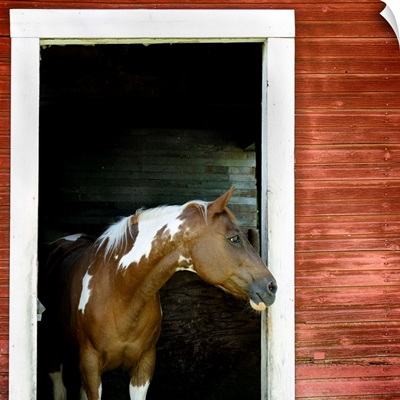 Palouse Horse