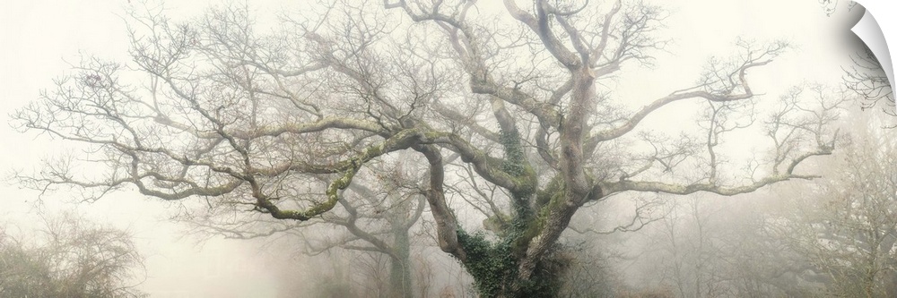 Panoramic photograph of the top of a tree with large, thick branches coming out in every direction with fog surrounding it.