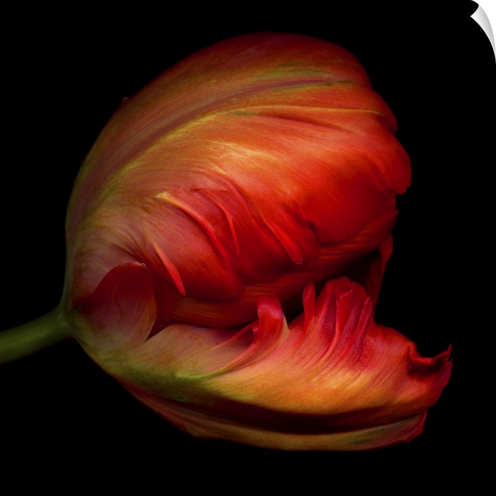 Close-up side view of an exotic red parrot tulip.