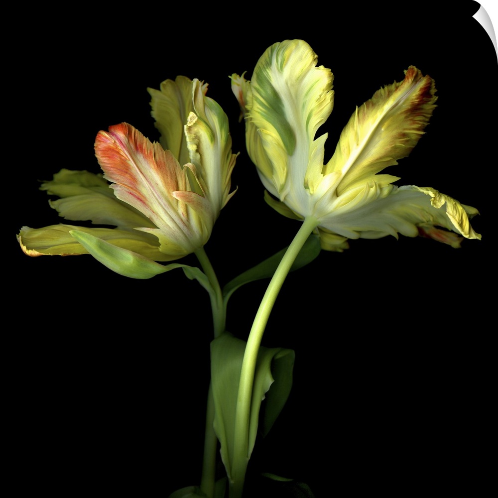 Dramatic parrot tulips