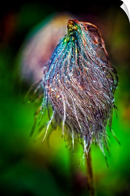 Pasque Flower Seeds in Rain