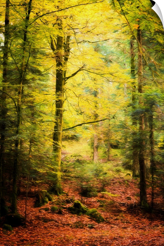 Golden lit Autumn forest.