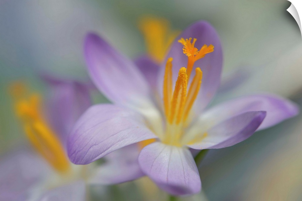 Closeup photograph of a purple crocus with a shallow depth of field.