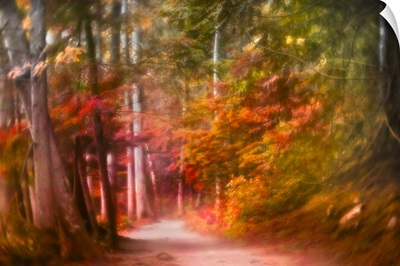 Path Through Forest II