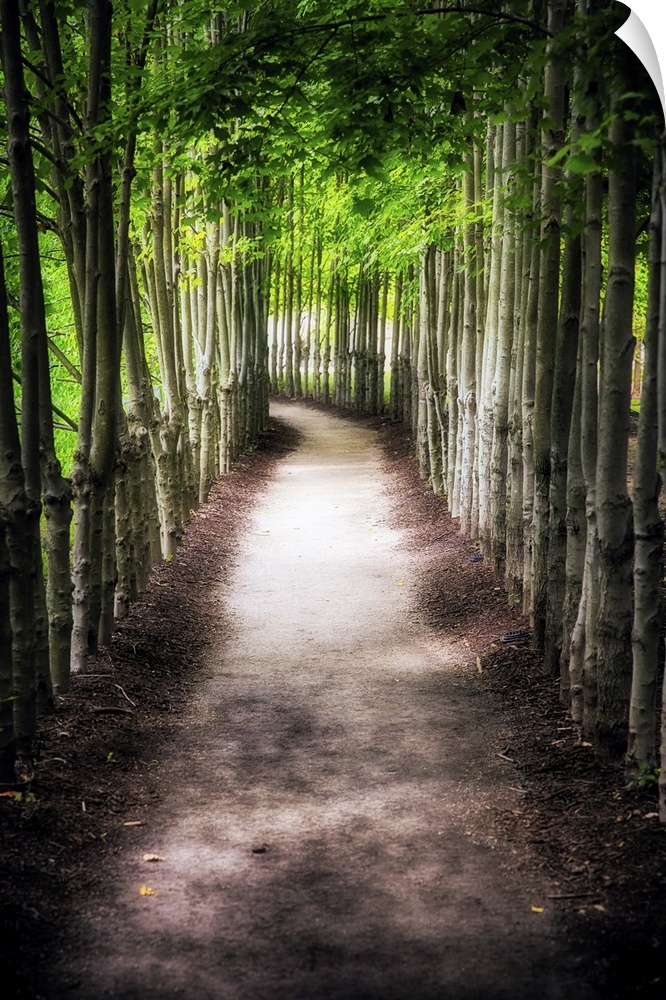 A photograph of a path lined with tall thin trees.