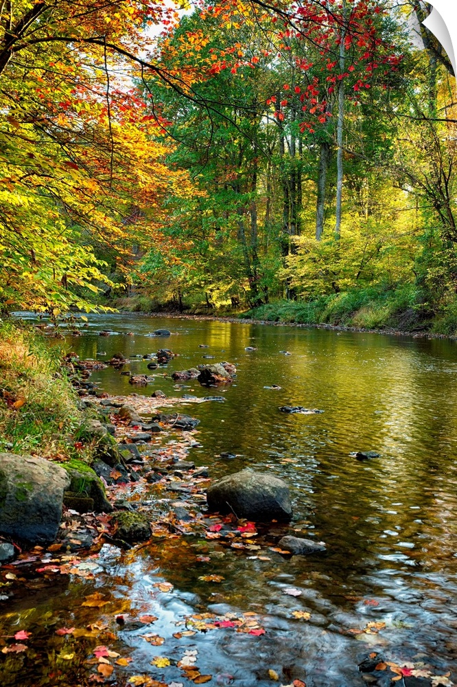 Fine art photo of a river in an autumn forest in New Jersey.