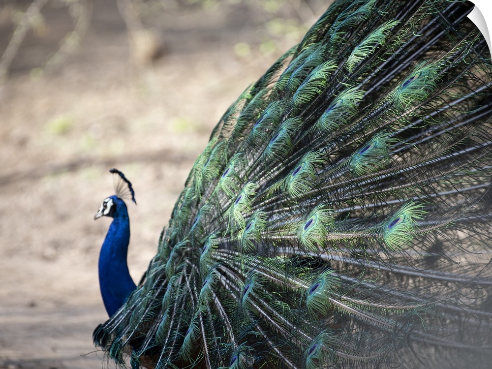 Abstract details of a peacock's train feathers.