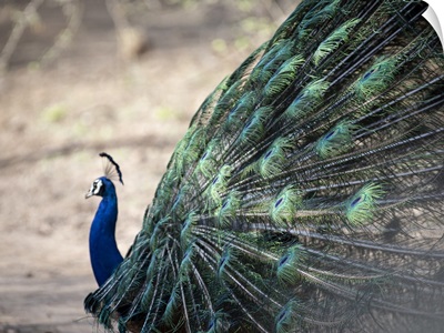 Peacock Train Feathers