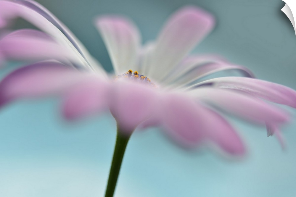 Soft focus macro photograph of a white flower with purple edges on a light blue background with a dreamy look.