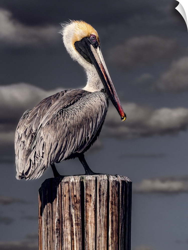 A Brown Pelican perched on a wooden post in front of dark stormclouds.