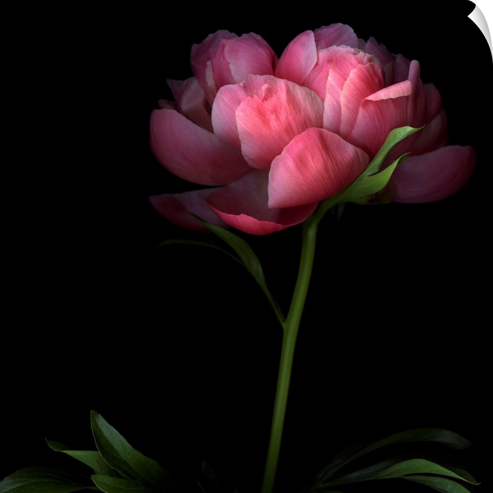 Large, square, fine art photograph of a single peony flower on a long stem, its edges shadowed by a solid black background.