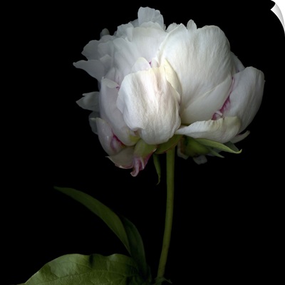 Peony in Heavenly White