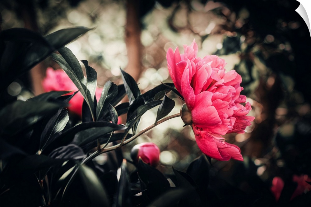 Peony with a bokeh effect