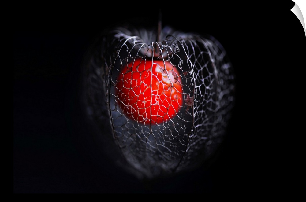 Physalis close-up and on a black background