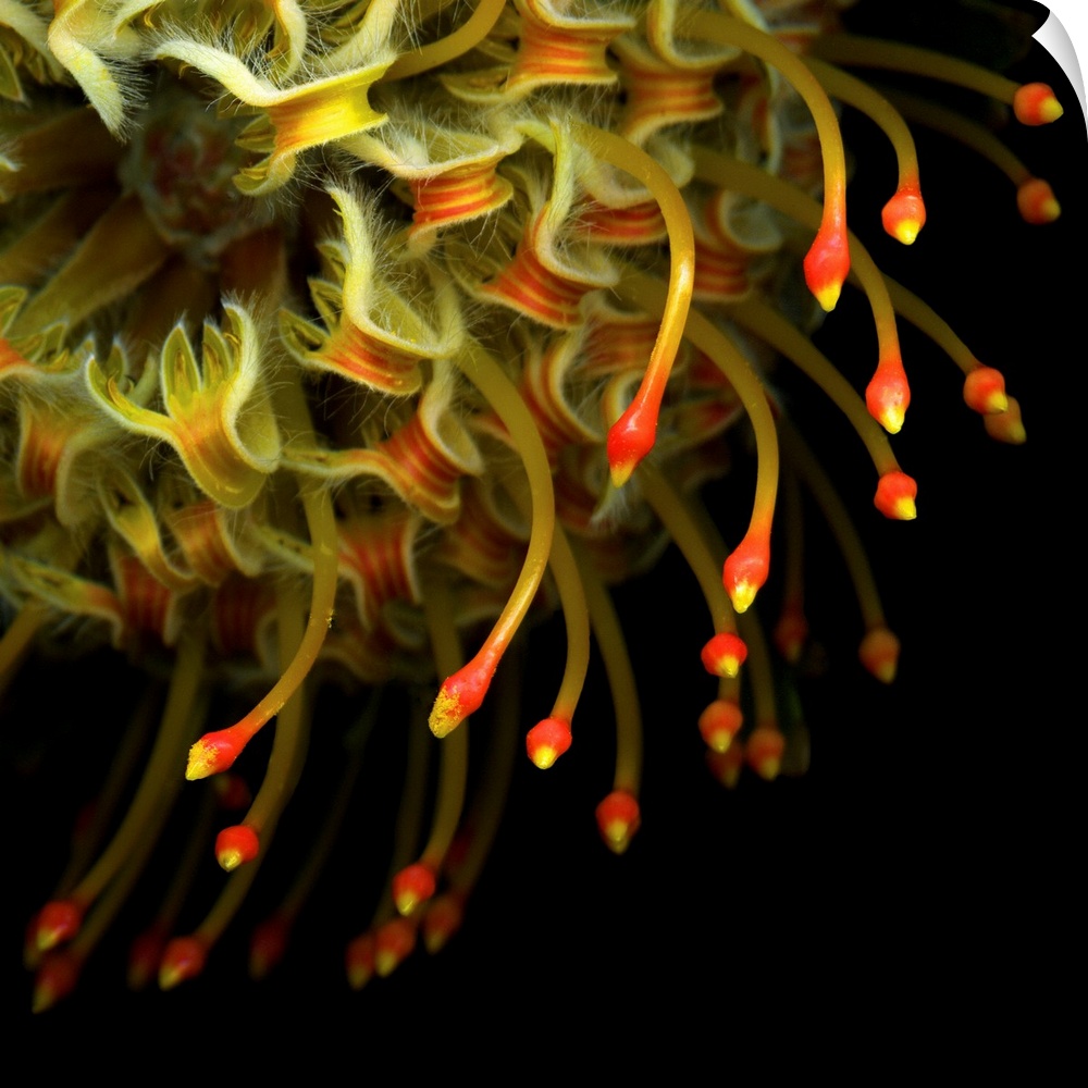 Close-up of a pinchusion protea.
