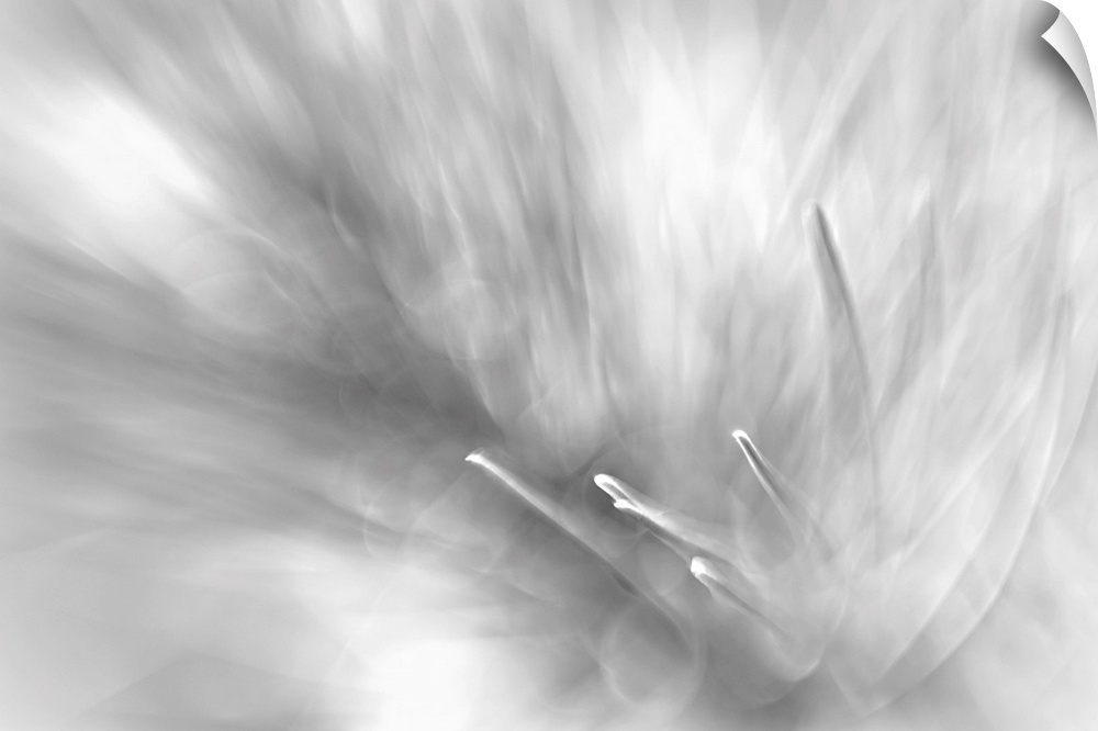Fine art photo with selective focus of sharp pine needles in black and white.