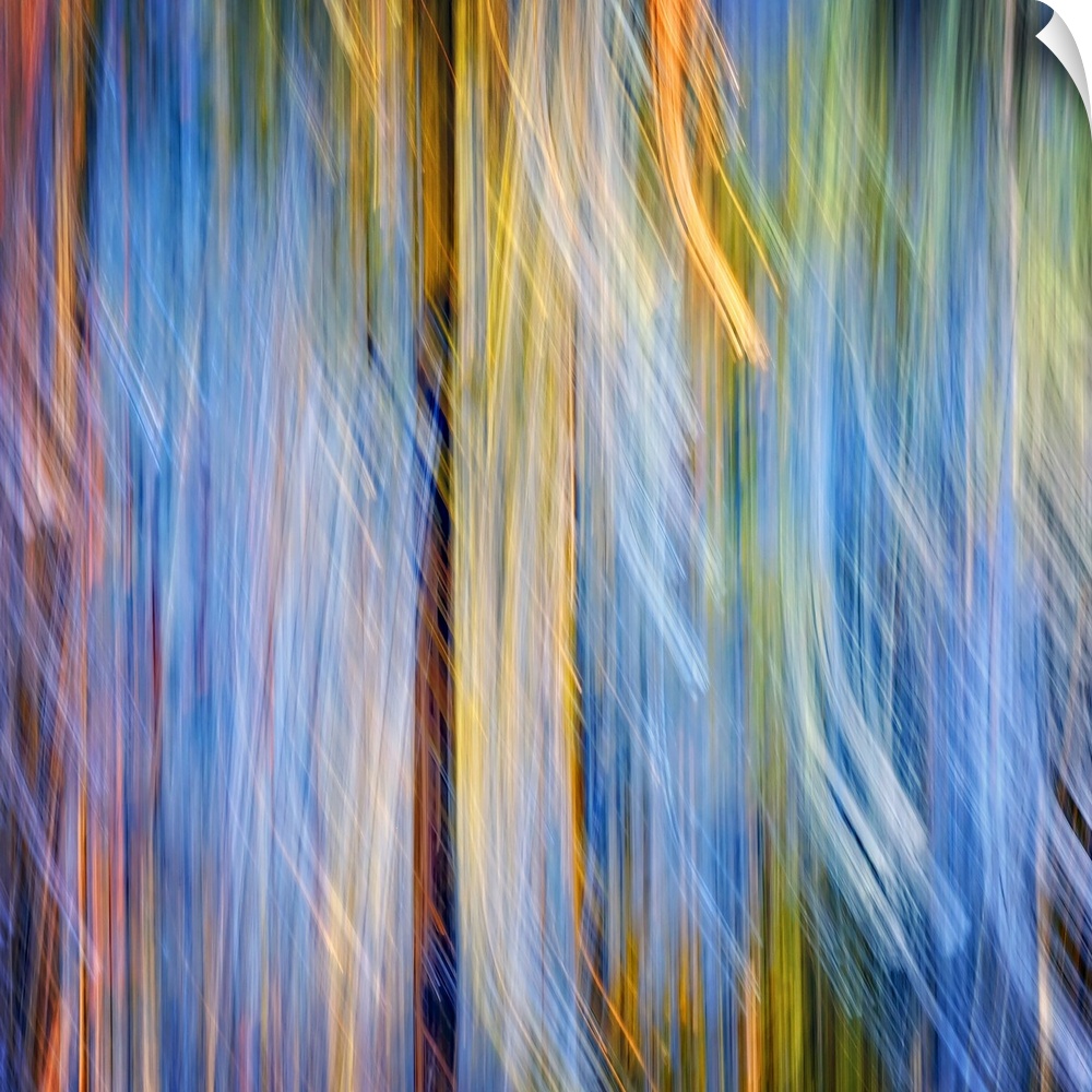 Abstract blurred motion image in yellow and blue of a forest of pine trees.