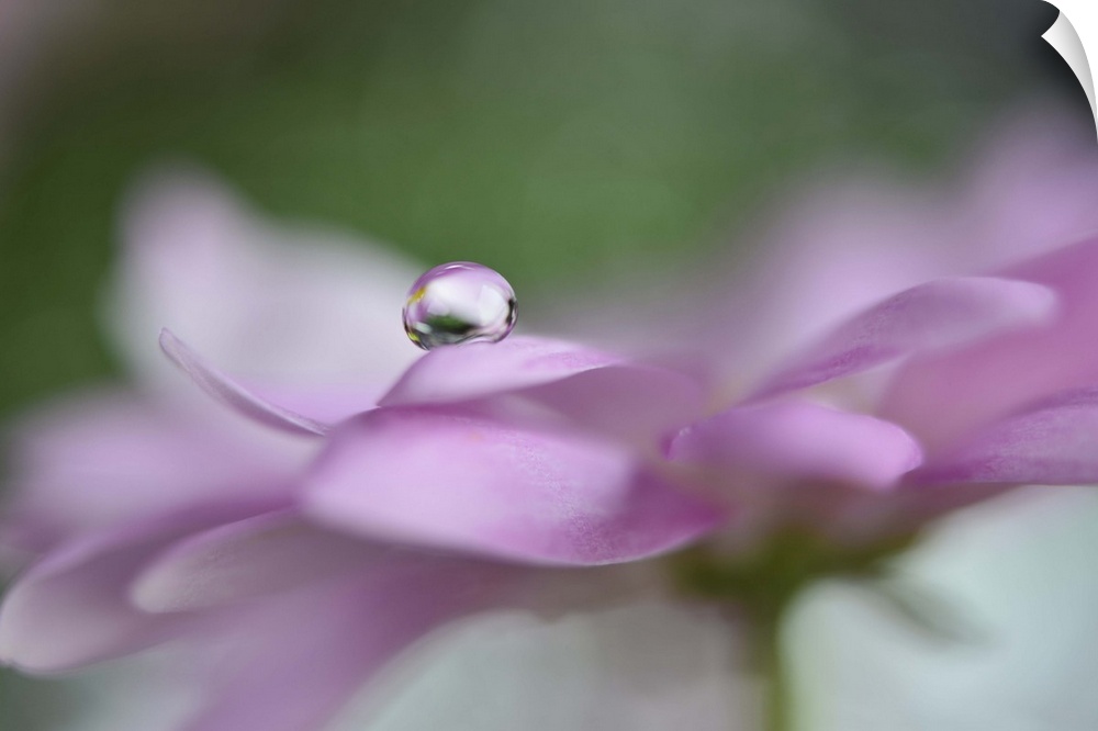 A photograph of a water droplet sitting on the edge of a pink flower petal.