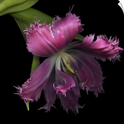 Pink Frazzled Tulip
