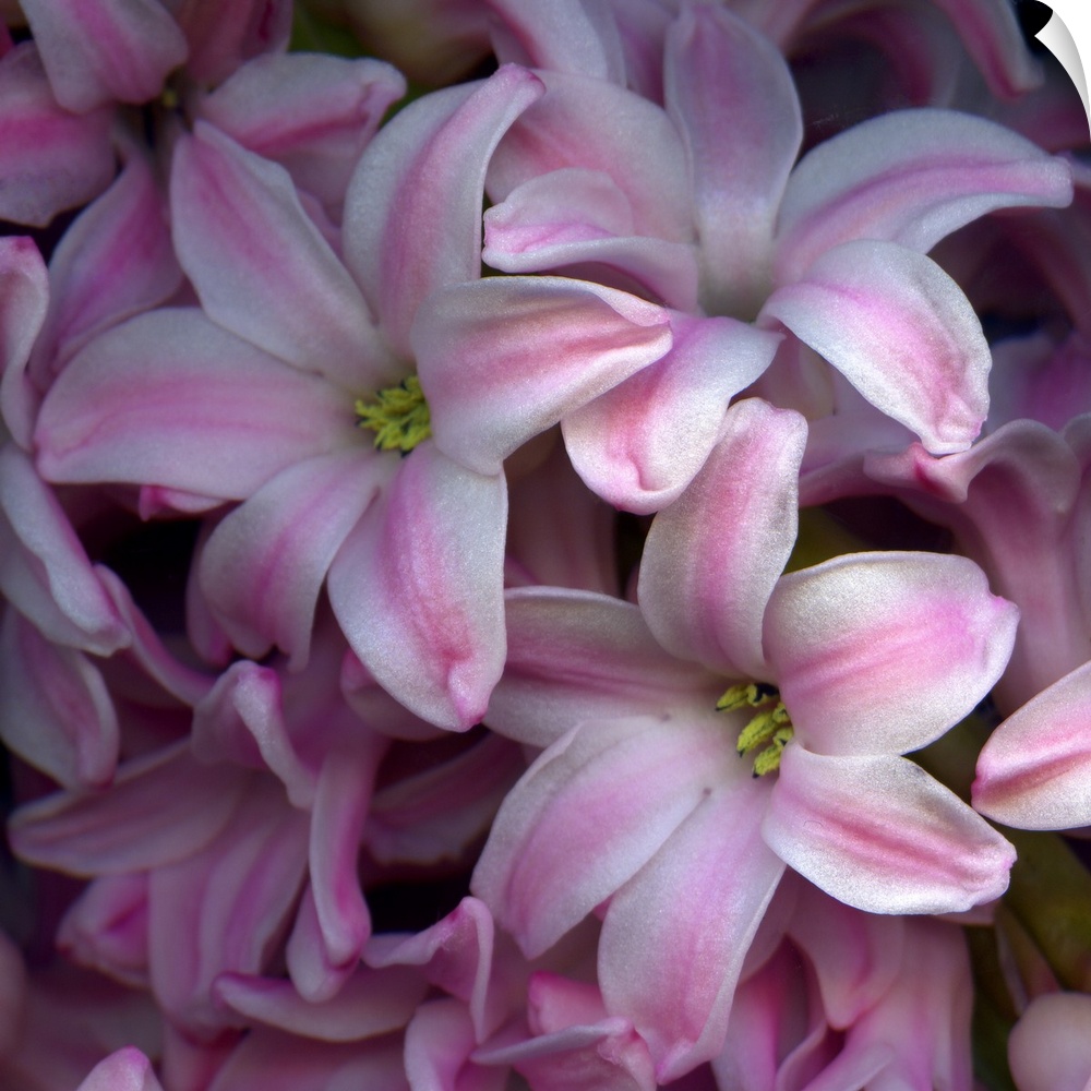 Detail of the petals of pink hyacynths.