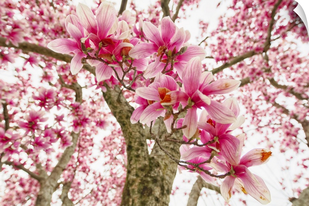 Pink Magnolia Tree Bloom.