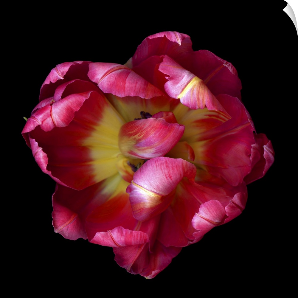 Top View Of An Open Pink And Red Exotic Parrot Tulip