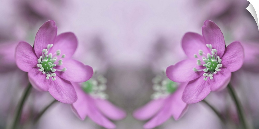 A macro photograph of a pink flower reflecting itself.