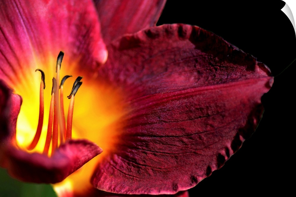 Macro shot of the center of a tropical flower showing dark anthers at the tips of the stamens, which appear to glow in the...