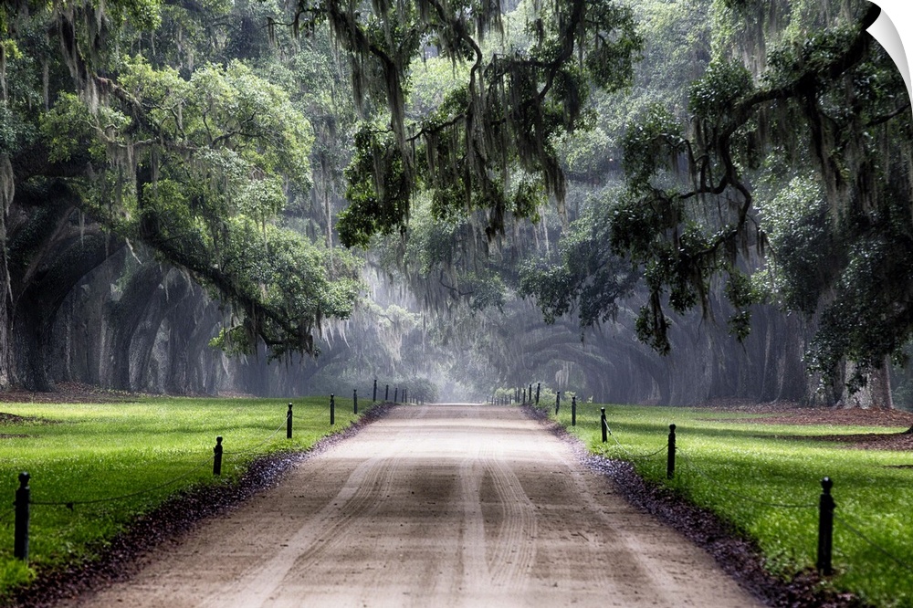Oak Trees Branching Over a Country Road, Avenue of Oaks, Boone Hall