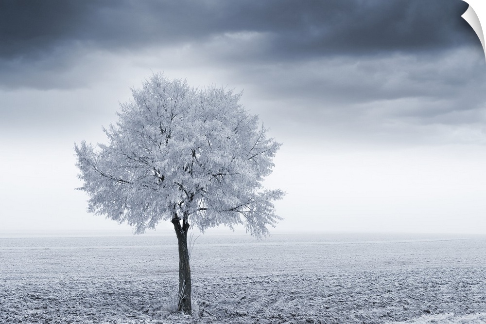 Photograph of a single tree in a frozen field.