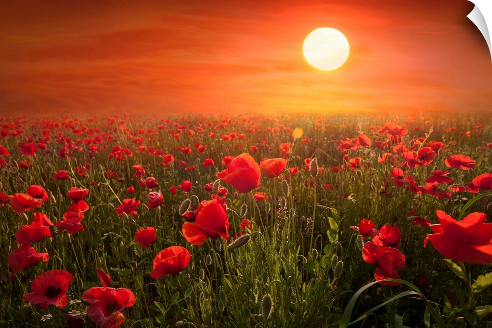 Fine art photograph of a field of red poppies under the setting sun.
