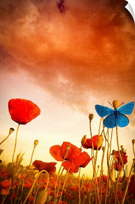 Poppies Dream