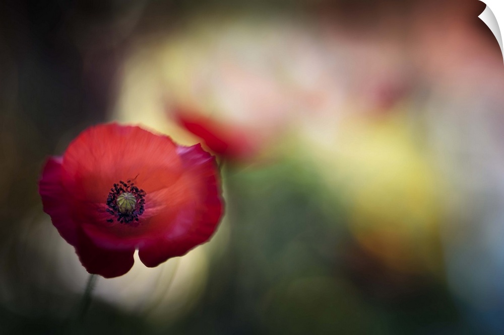 Macro image of a red poppy with a blurred background.