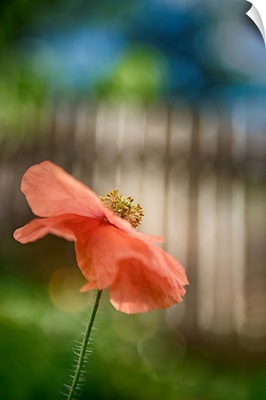 Poppy By The Fence