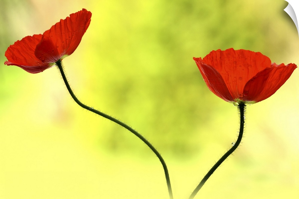 A photograph of two red poppies against a bright and vibrant green background.