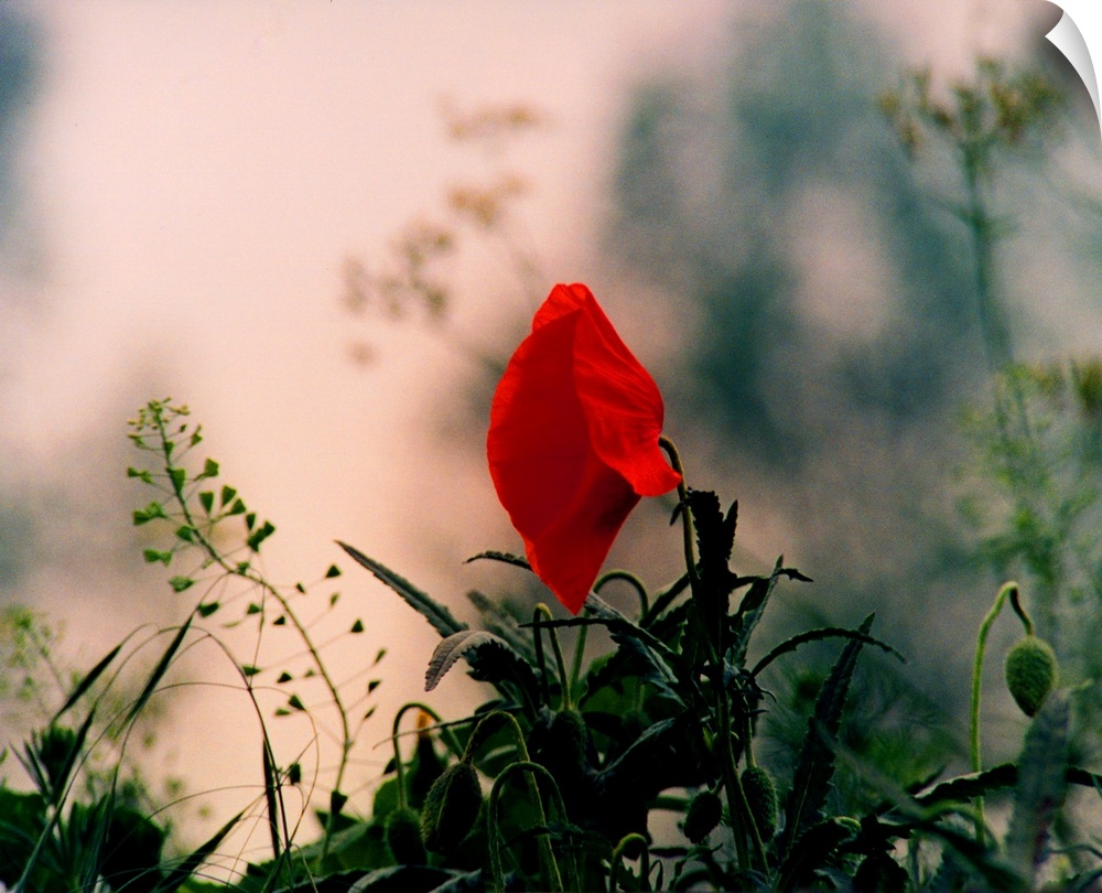 A poppy on the battlefields of the First World War.