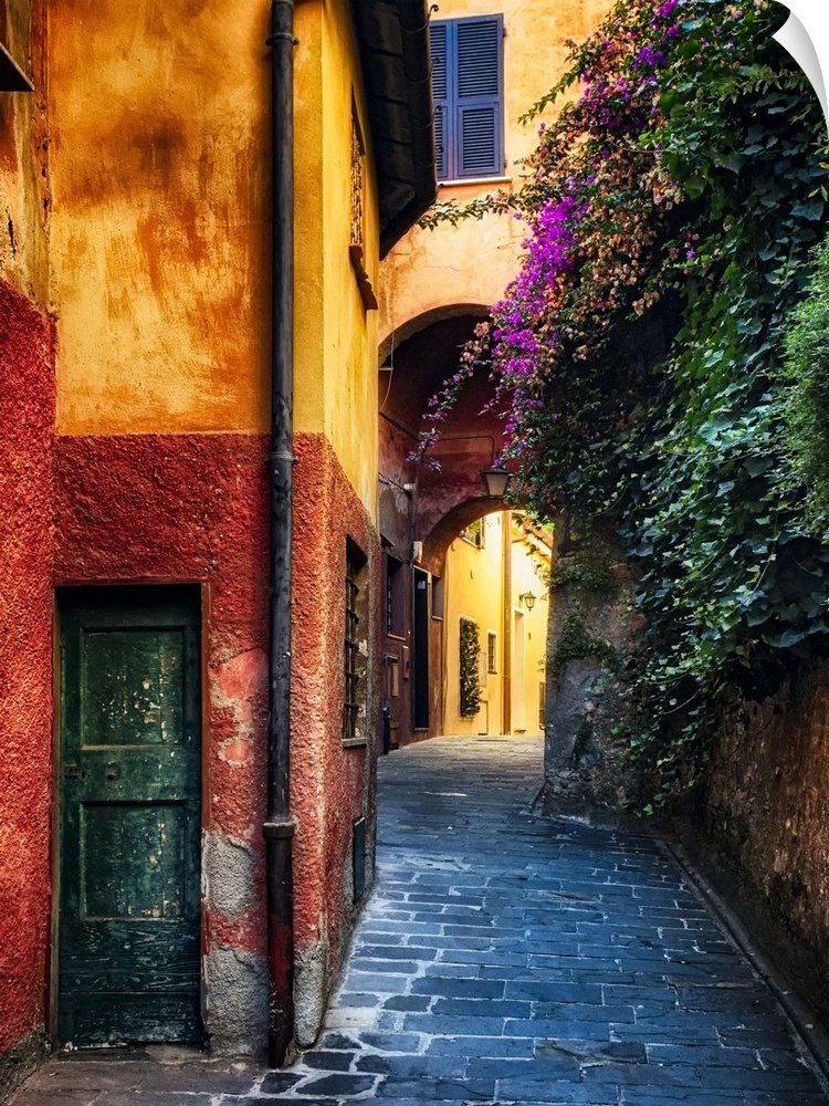 Narrow Street with Bougainvillea Flowers, Portofino, Liguria, Italy