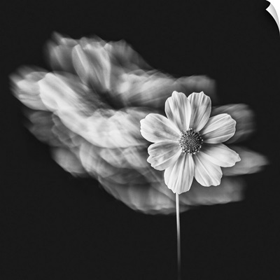 Portrait Of A Flower I