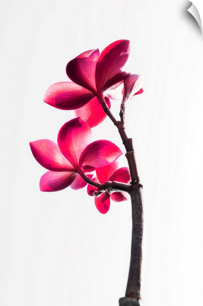 Frangipane flower also called Plumeria, very common in Asia