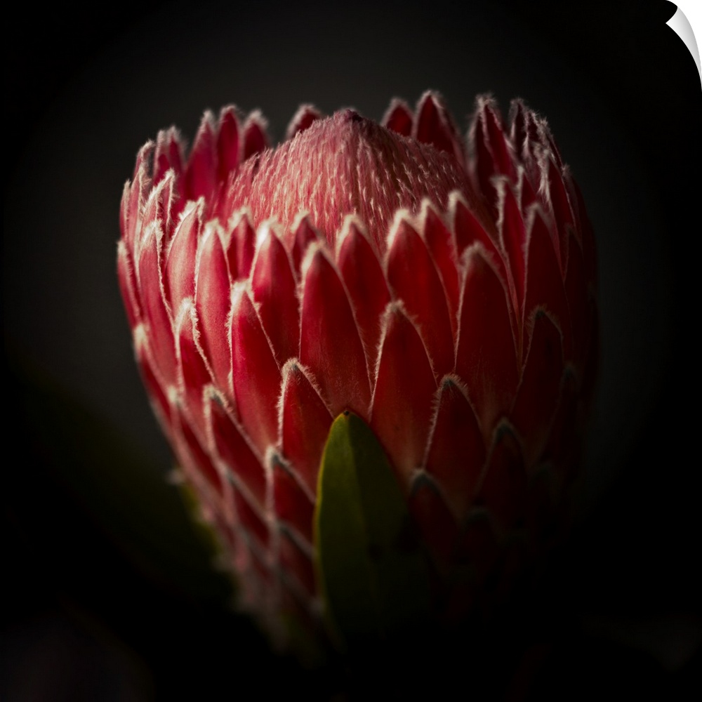 Close Up View of a Protea Flower.