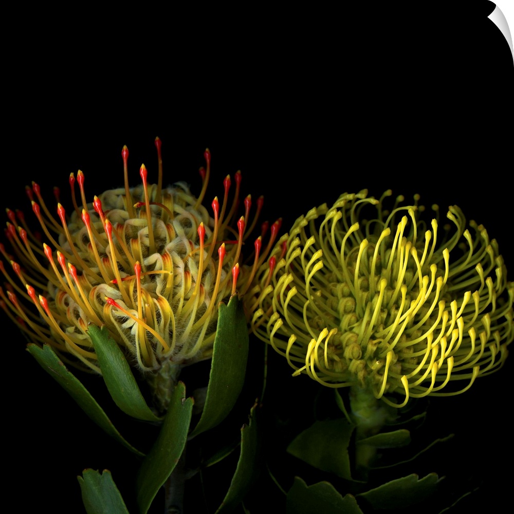 Two protea blossoms against a dark background.