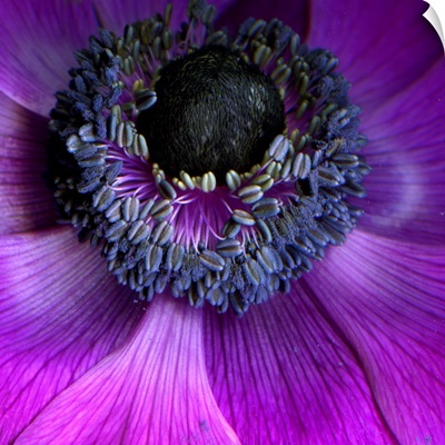 Purple anemones