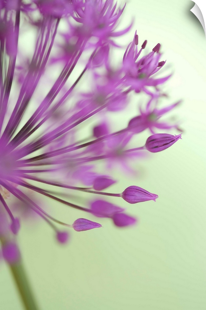 A closely taken photograph of a purple allium flower. Parts of the plant appear out of focus.