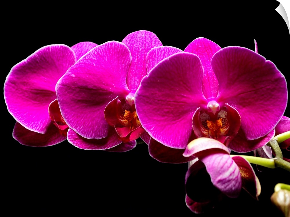 Large photograph focuses on a close-up section of a flower sitting against a bare backdrop.
