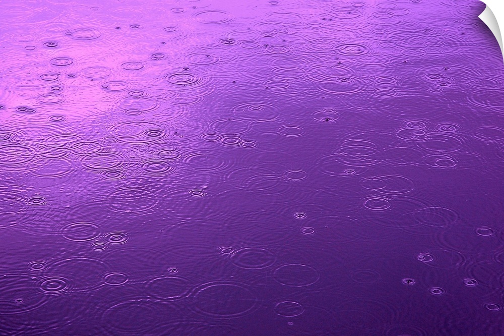 Abstract photograph of a small lake surface covered in circular ripples from falling raindrops, in deep purple light.