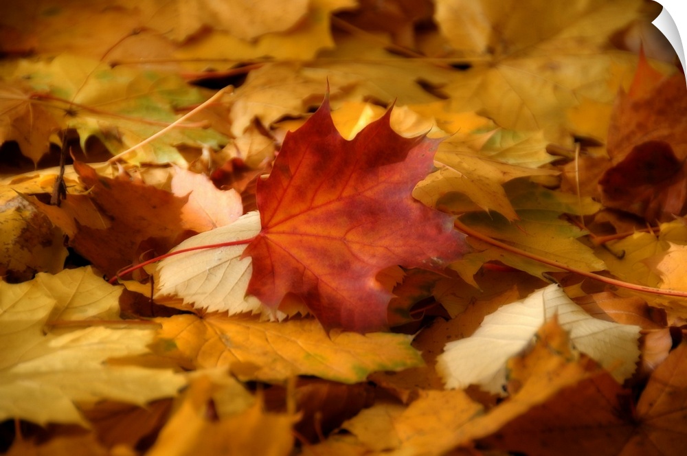 Soft focus in a close up of leaf contrasting with the other leaves it has fallen on top of in this horizontal, nature phot...